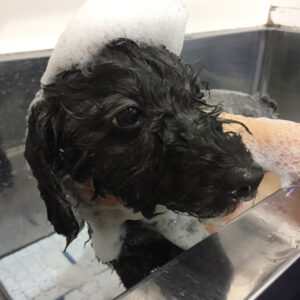 クッキーちゃんシャンプー中