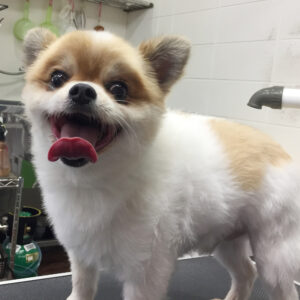 ブルちゃんカット前