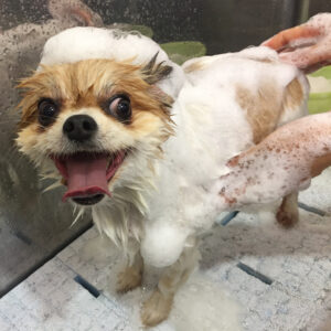 ブルちゃんシャンプー中