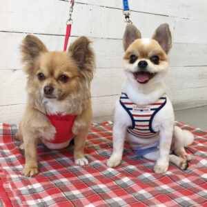 ブルちゃんココちゃん施術後