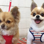 ブルちゃんココちゃんアイキャッチ