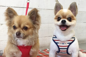 ブルちゃんココちゃんアイキャッチ