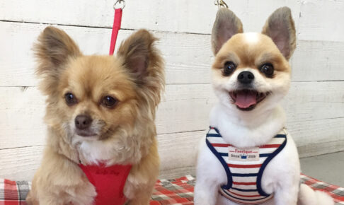 ブルちゃんココちゃんアイキャッチ