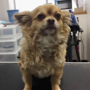 ココちゃんカット前