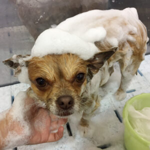 ココちゃんシャンプー中