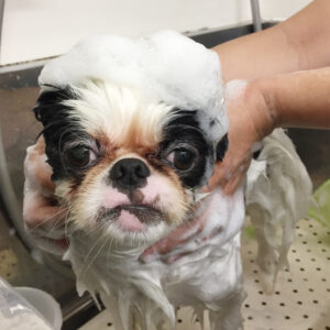 りゅうげんちゃんシャンプー中