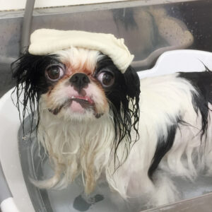 りゅうげんちゃんスパ中