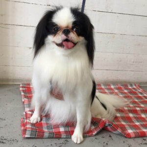 りゅうげんちゃん施術後