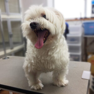 よろしくミックス