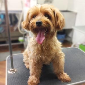 よろしくヨーキー