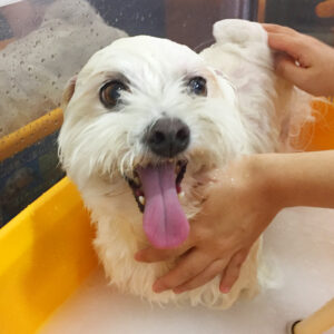 お風呂ミックス