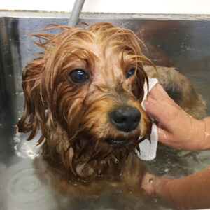 お風呂ヨーキー