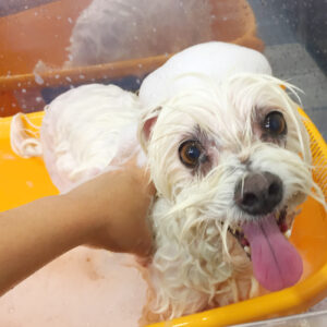 シャンプーミックス