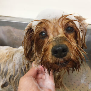 シャンプーヨーキー