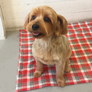 仕上がりヨーキー