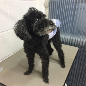 よろしくトイプー