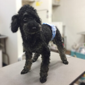 よろしくトイプー