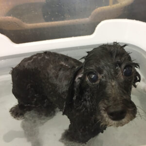 お風呂トイプー