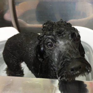 お風呂トイプー