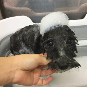 シャンプートイプー