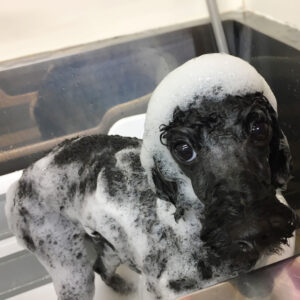 シャンプートイプー