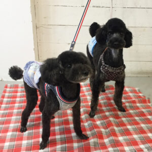 仕上がりトイプー