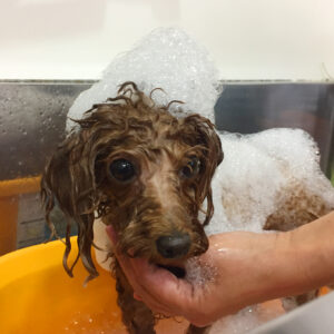 シャンプートイプー