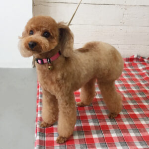 仕上がりトイプー