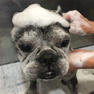 シャンプーフレブル