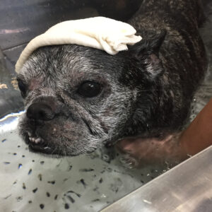 お風呂フレブル