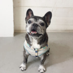 仕上がりフレブル