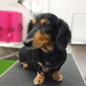 よろしくダックス