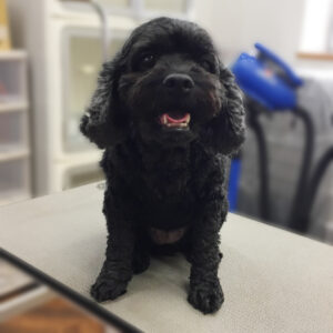 よろしくミックス