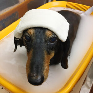 お風呂ダックス