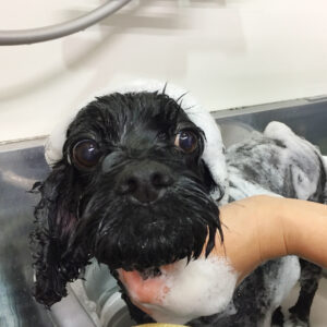 シャンプーミックス