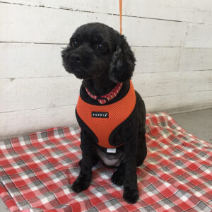 仕上がりミックス