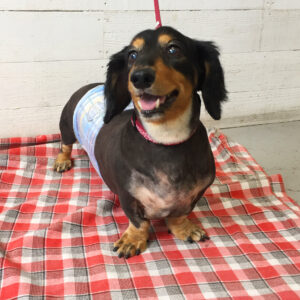 仕上がりダックス