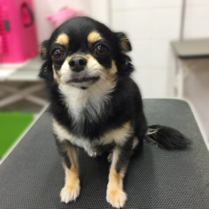 よろしくチワワ