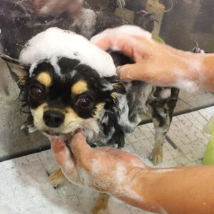 シャンプーチワワ