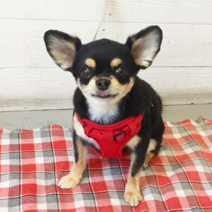 仕上がりチワワ