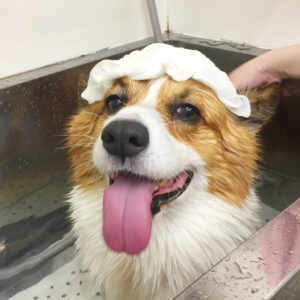 お風呂コーギー