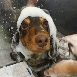 シャンプーダックス