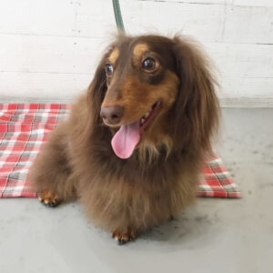 仕上がりダックス