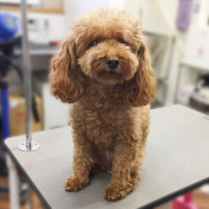 よろしくトイプー