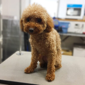 よろしくトイプー