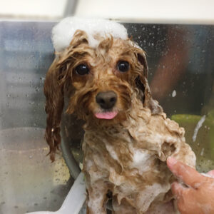 シャンプートイプー