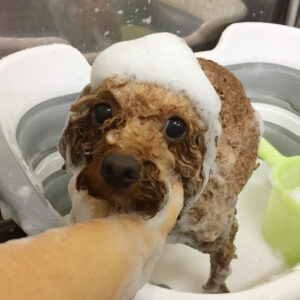 シャンプートイプー