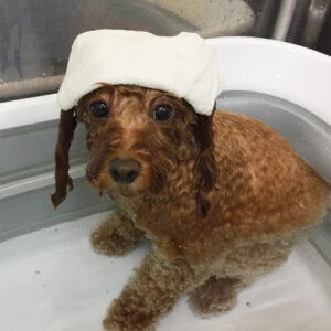 お風呂トイプー