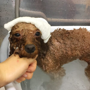 お風呂トイプー