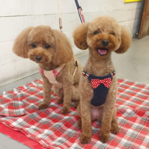 仕上がりトイプー